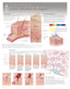 Chart - Skin Growth & Repair