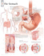 Chart - Stomach
