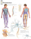 Chart - Understanding Dermatomes