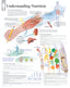 Chart - Understanding Nutrition