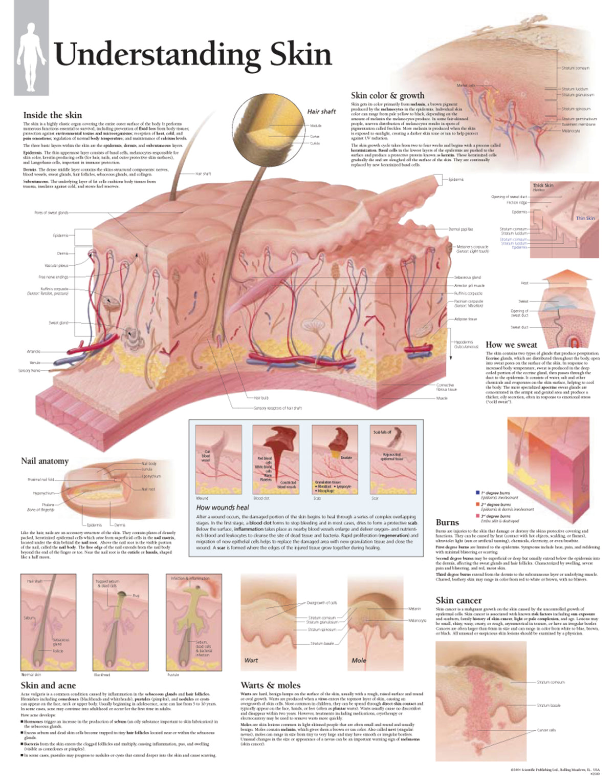 Skin Direction Chart Chart - Understanding Skin