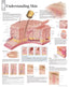 Chart - Understanding Skin