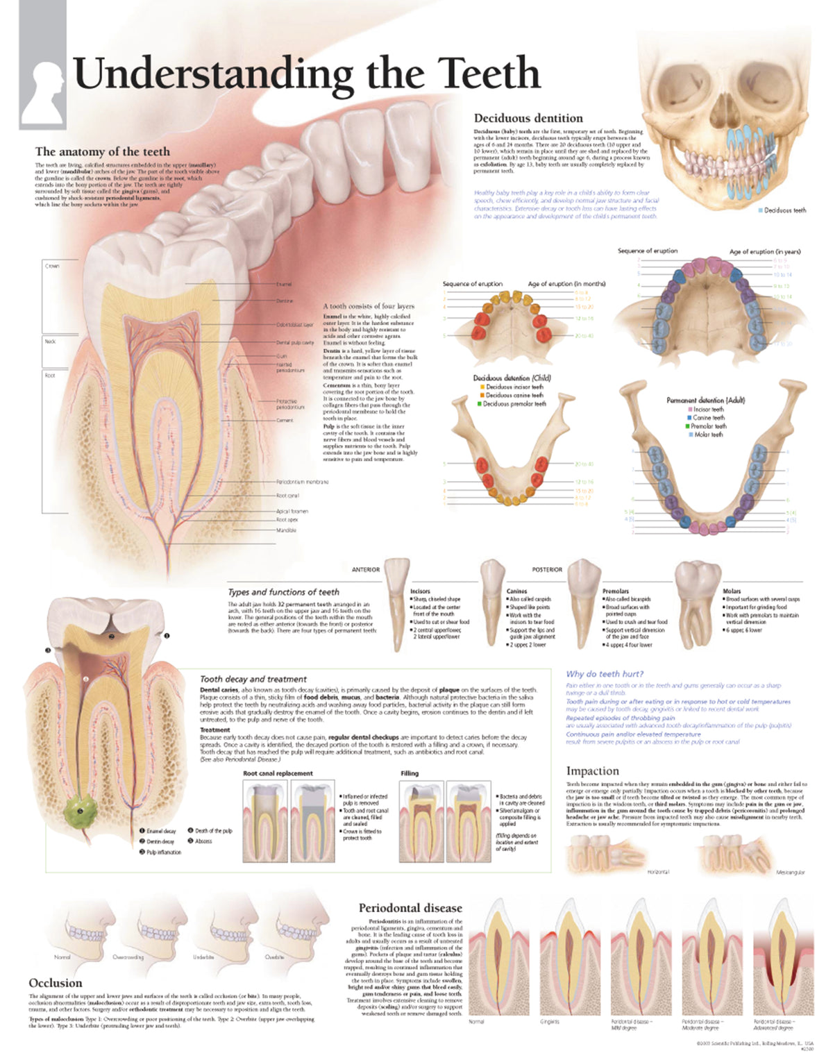 Chart - Understanding Teeth