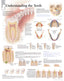 Chart - Understanding Teeth