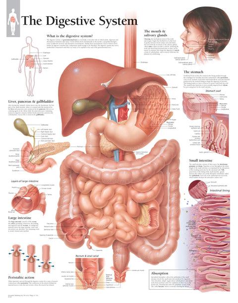 Charts - Digestive System