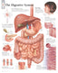 Charts - Digestive System