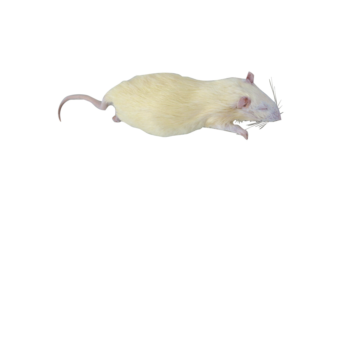 5000 Rats Class Set - Rat