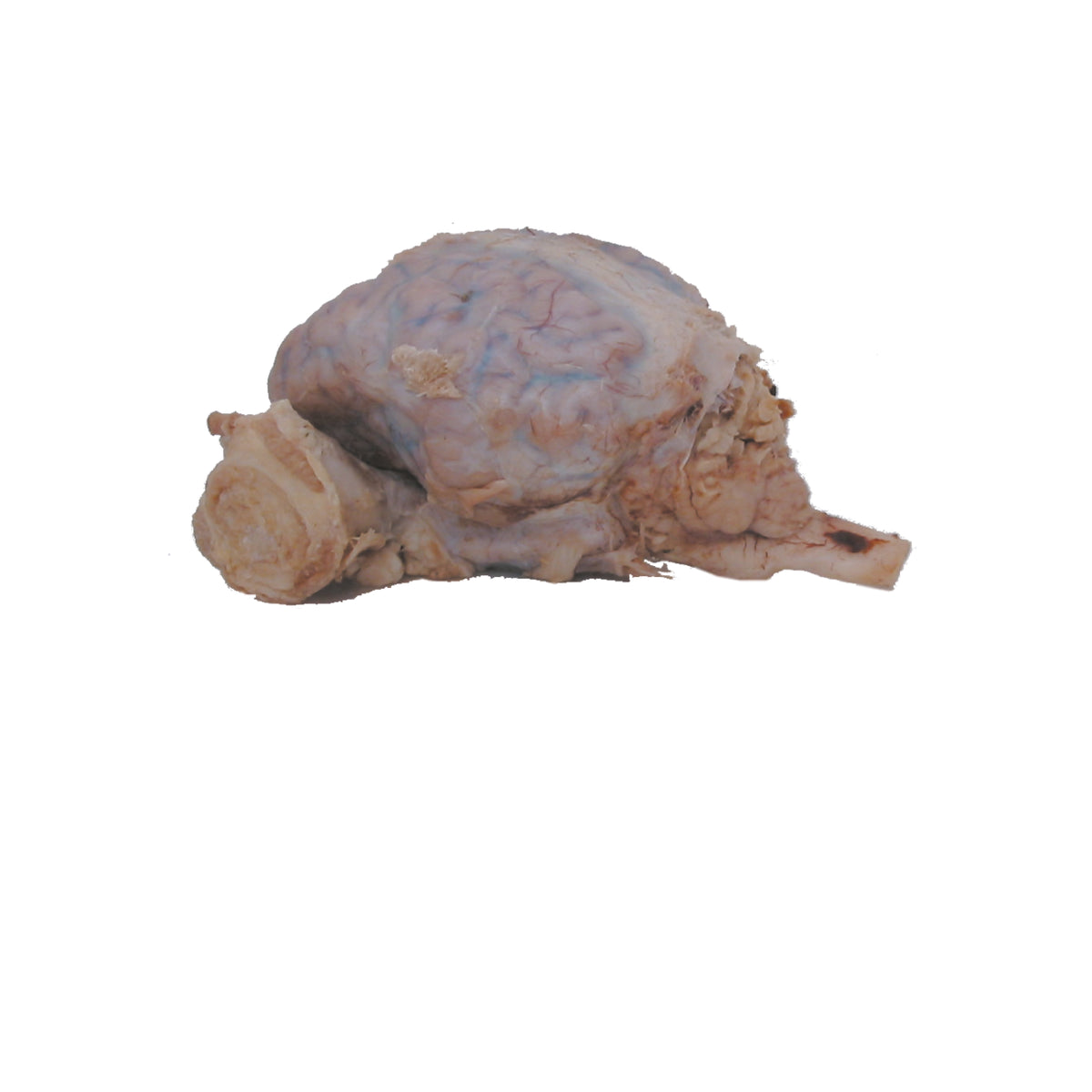 Individual Dissection Organs | Bio Corporation – Page 4