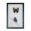 Dead Leaf Butterfly Display Mount