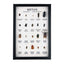 Beetles Display Mount