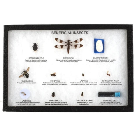 Insect Mounting Beneficial Insects Display Mount