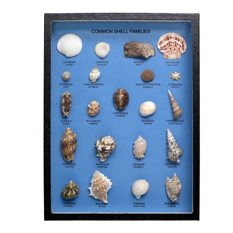 Common Sea Shell Families Display