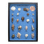 Common Sea Shell Families Display