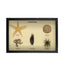 Echinoderms Display Mount