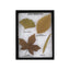 Leaf Venation Display Mount
