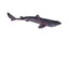 Economy Shark Pregnant