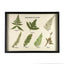 Fern Frond Collection Display Mount