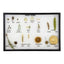 Fruit Types Display Mount