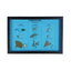 Gymnosperm Comparison Display Mount