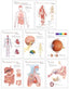 Chart Set - Human Anatomy UV Coated Chart Set
