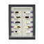 Larval Insects Display Mount