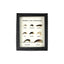 Mammal Claw Comparison Display Mount