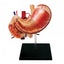 4D Human Stomach Anatomy Model