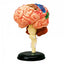 4D Human Brain Anatomy Model