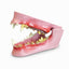 Model - Canine Jaw