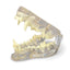 Model - Clear Canine Jaw
