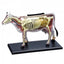 4D Cow Anatomy Model