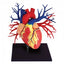 4D Human Deluxe Heart Anatomy Model