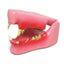 Model - Feline Jaw