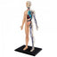 4D Half Transparent Human Body Anatomy Model