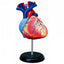 4D Human Heart Anatomy Model