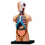 4D Human Torso Anatomy Model