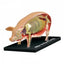 4D Pig Anatomy Model
