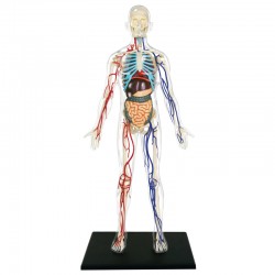 4D Transparent Human Body Anatomy Model