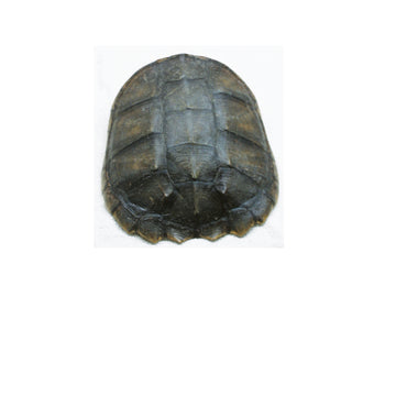 Shell - Snapping Turtle