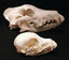 Skull - Dog
