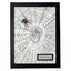 Spotted Orb Weaver Display Mount