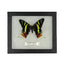 Sunset Moth Display Mount