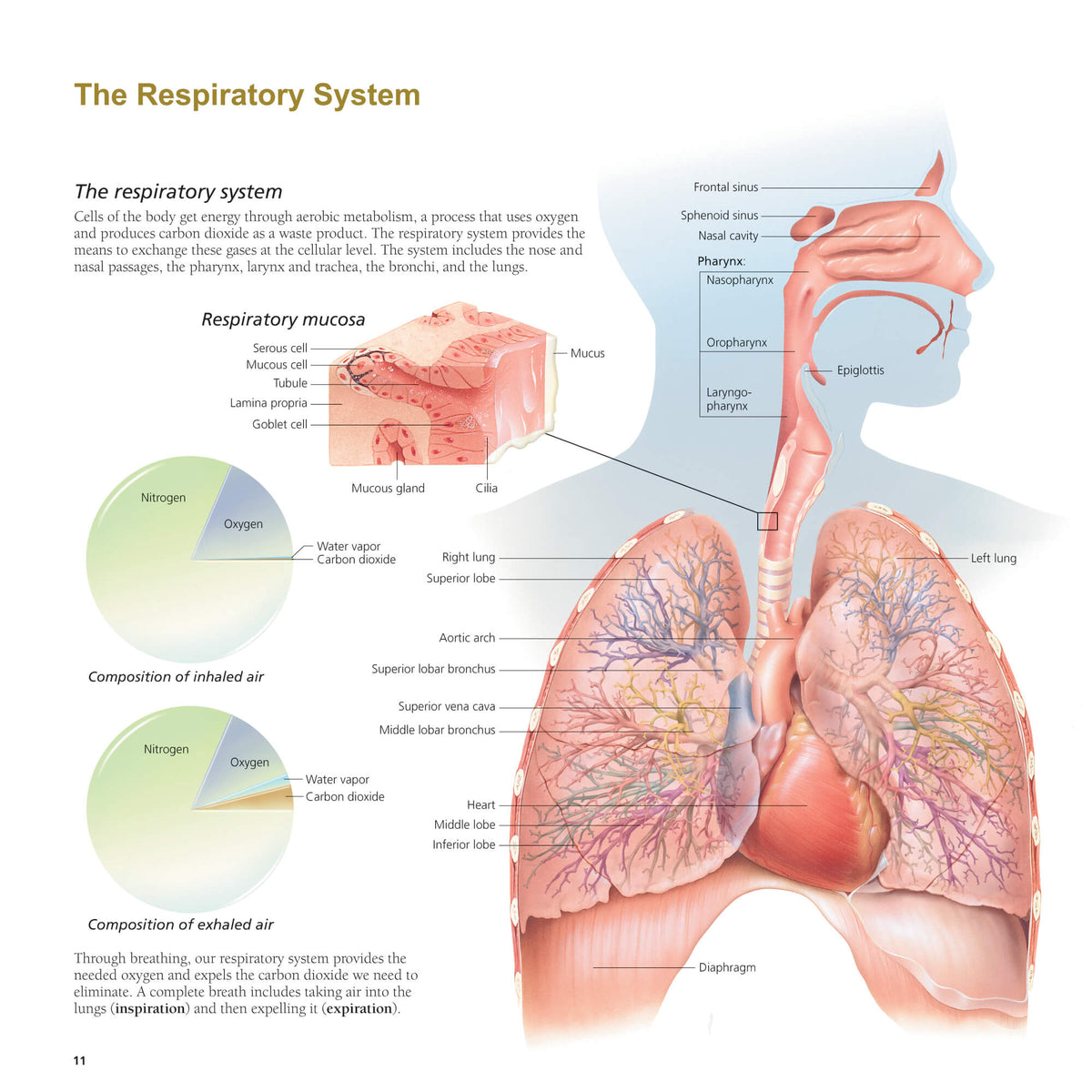 Flip Chart Set - Systems of the Human Body Laminated Chart Set