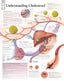 Flip Book - Understanding Cholesterol Flip Book
