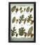 Western Oaks Display Mount