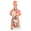 Dual-Sex Human Torso