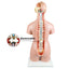 Dual-Sex Human Torso