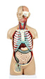 Life-Size Sexless Human Torso