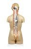 Life-Size Sexless Human Torso