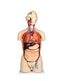 Delux Dual-Sex Human Torso